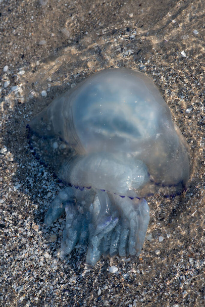 Marine jellyfish on the sandy beach of the Black Sea. Soft selective focus. - Photo, Image
