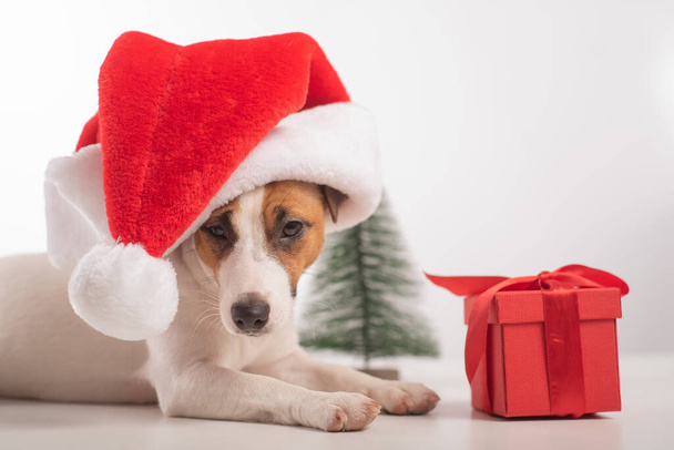 Smart dog jack russell terrier in santa claus hat. Merry Christmas - Фото, изображение