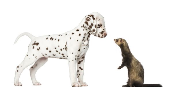Dalmatische pup kijken naar een ferret staande op achterpoten - Foto, afbeelding