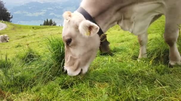 Vaca sin cuernos pastando en Suiza - Metraje, vídeo