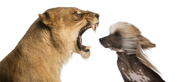 Gros plan de la lionne rugissant sur le visage d'un chien chinois à crête
 - Photo, image
