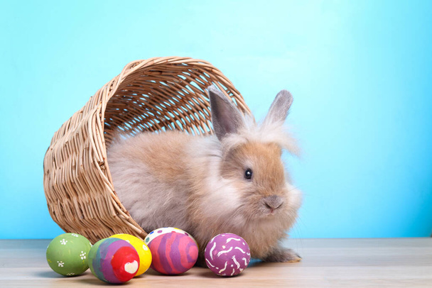 Roztomilý králík, světle hnědá srst s velikonočními vejci, modré pozadí - Fotografie, Obrázek