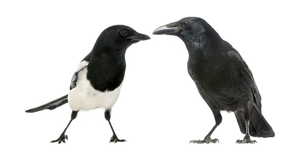 wspólne Sroka i carrion crow naprzeciw siebie - Zdjęcie, obraz