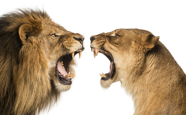 Nahaufnahme eines Löwen und einer Löwin, die einander anbrüllen - Foto, Bild