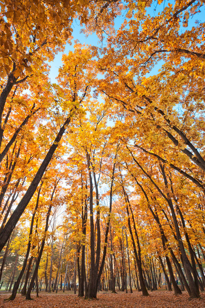 Autumn beautiful oak thicket - Fotoğraf, Görsel