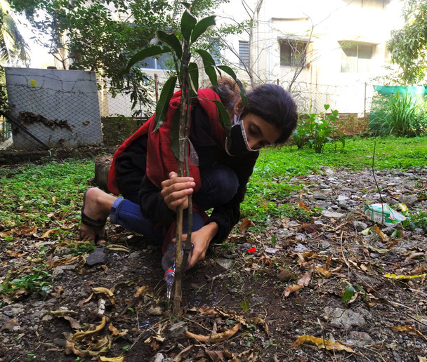 Maske takan genç bir kadın mango ağacı fidanı dikiyor, güpegündüz bitkileri suluyor Çevre ve Ekoloji Konsepti - Fotoğraf, Görsel