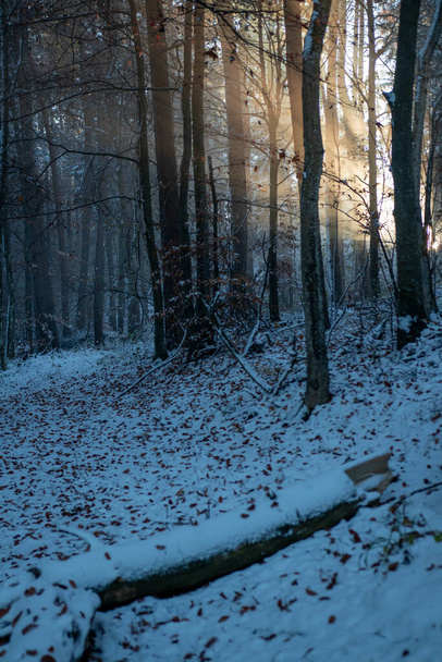 Um tiro vertical das landscpaes naturais cobertas com neve em um dia frio de inverno - Foto, Imagem