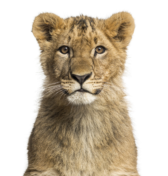 lähikuva leijonanpennusta katselemassa kameraa
 - Valokuva, kuva