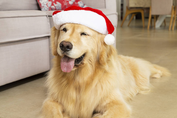 Собака лабрадор в шляпе Санта-Клауса. Рождество. - Фото, изображение
