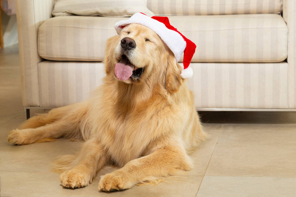 Cão com os olhos fechados, com o chapéu do Pai Natal. Natal.. - Foto, Imagem