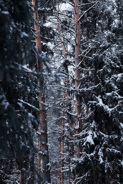 Winter forest landscape. Tall trees under snow cover. January frosty day in park. - Foto, Imagem