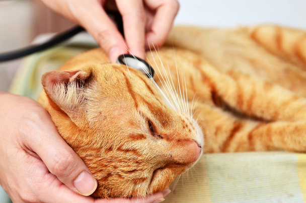 Veterinario examinando un gatito
 - Foto, imagen