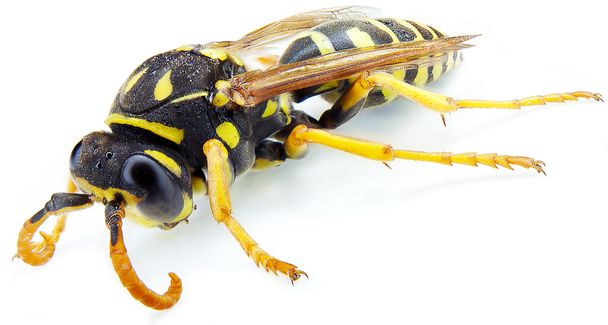 wasp - Photo, Image