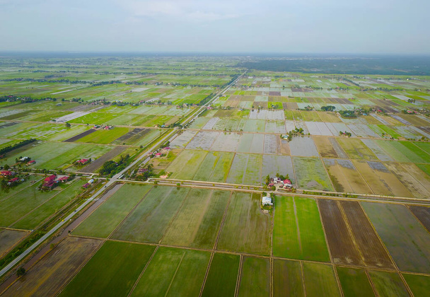 Vista aérea del campo de arroz verde en el sudeste asiático - Foto, imagen