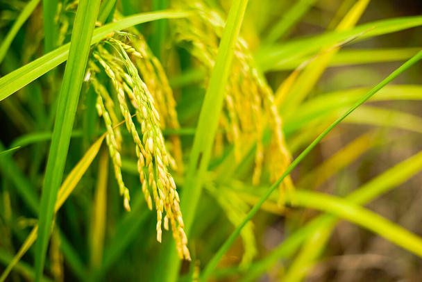 Un jeune riz dans la rizière. DOF peu profond et focalisation sélective. - Photo, image