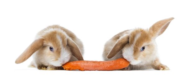 ウサギはニンジンを食べる - 写真・画像