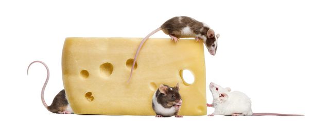 マウスは、チーズ、見下ろして、mu の大きな部分の上に腰掛けてください。 - 写真・画像