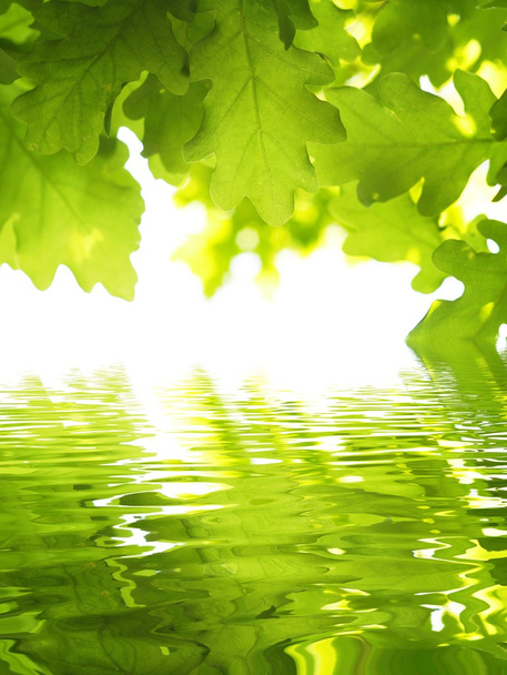groene verlof en water - Foto, afbeelding