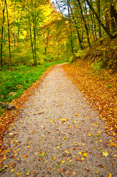 Nice autumnal road - Foto, immagini