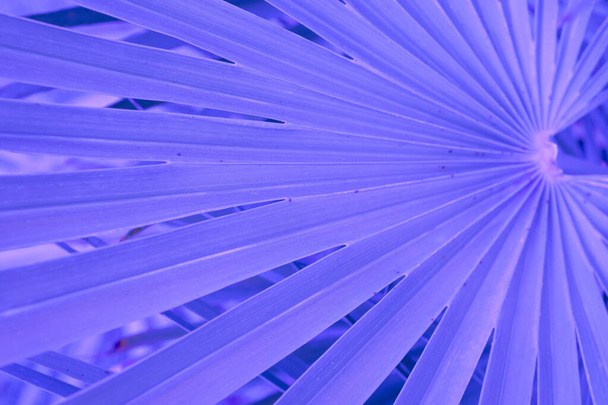 Hoja de palmera violeta con reflejo de luz solar. Fondo de abstracción. Bosque tropical  - Foto, imagen