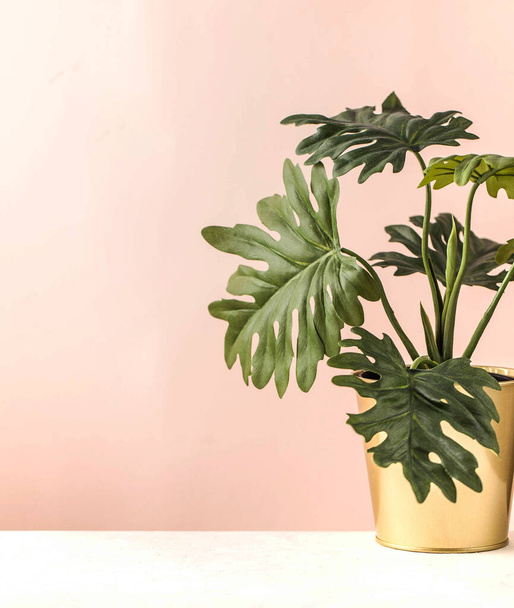 Monstera in a gold pot on a pink background. Art concept. Minimalism. Copy space. - Φωτογραφία, εικόνα