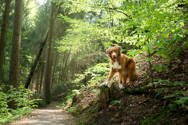 dog on a stone by the river. Nova Scotia Duck Tolling Retriever in nature. Wide angle, pet in nature - Zdjęcie, obraz