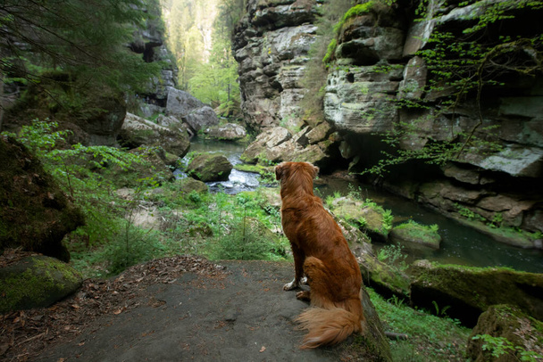 dog on a stone by the river. Nova Scotia Duck Tolling Retriever in nature. Wide angle, pet in nature - Fotografie, Obrázek