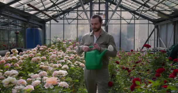 ein junger hübscher Gärtner betritt das Gewächshaus und beginnt die Rosen mit Vergnügen zu gießen - Filmmaterial, Video