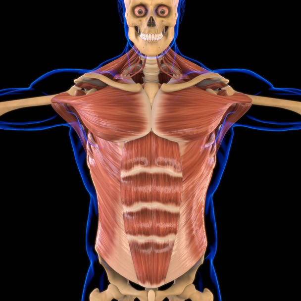 Анатомия мышц туловища для медицинской концепции 3D иллюстрации - Фото, изображение