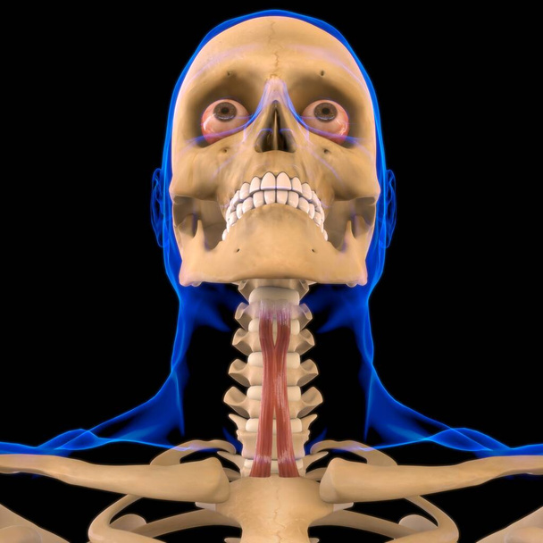 Стерноподъязычная мышечная анатомия для медицинской концепции 3D иллюстрации - Фото, изображение