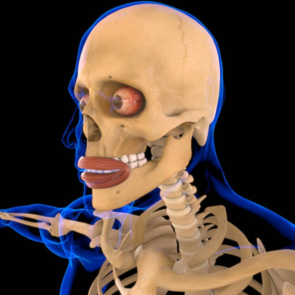 Orbicularis Oris Muscle Anatomy for Medical Concept 3D Illustration - Фото, изображение