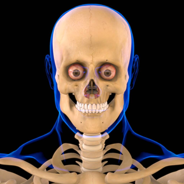 Nosní svalová anatomie pro lékařskou koncepci 3D ilustrace - Fotografie, Obrázek