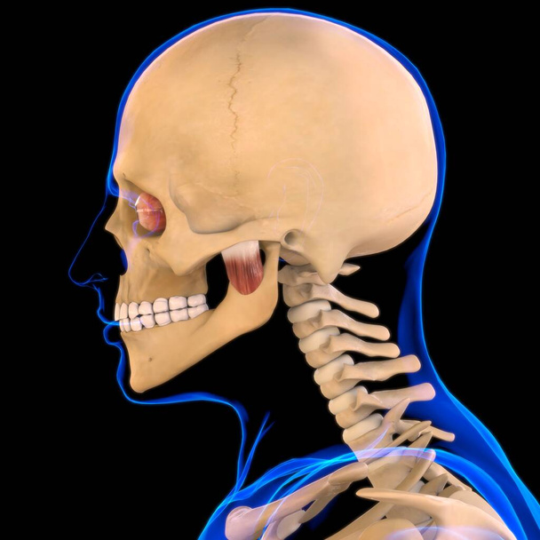 Anatomie profonde de muscle de Masseter pour l'illustration 3D de concept médical - Photo, image