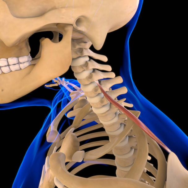 医学的概念のためのレベーター肩甲骨筋解剖学｜3Dイラスト - 写真・画像