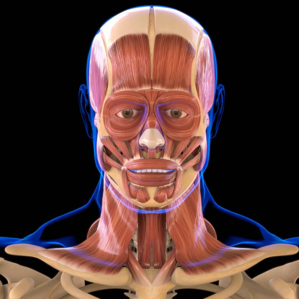 Ανατομία των μυών κεφάλι για ιατρική ιδέα 3D Εικονογράφηση - Φωτογραφία, εικόνα