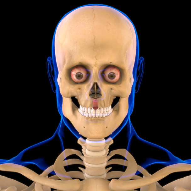 Καταστροφέας Labii Inferioris μυϊκή ανατομία για Medical Concept 3D Εικονογράφηση - Φωτογραφία, εικόνα
