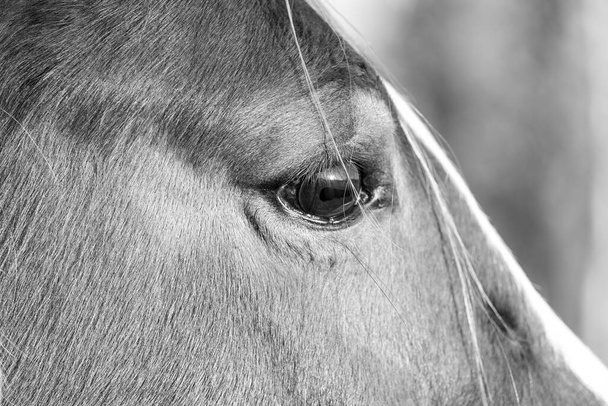 Портрет коня фокусуючись на одному коричневому оці
 - Фото, зображення