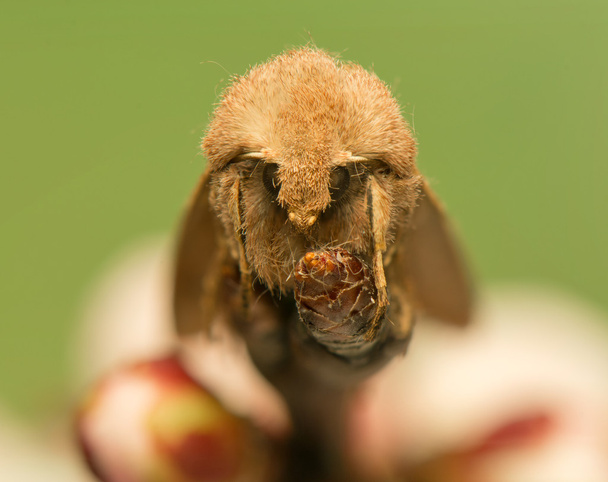 Ortosia cerasi
 - Foto, imagen