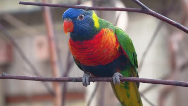 Un pappagallo colorato siede su un ramo. Il lorichetto arcobaleno guarda la macchina fotografica - Filmati, video