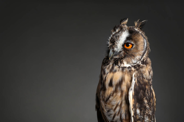 Beautiful eagle owl on grey background. Space for text - Zdjęcie, obraz