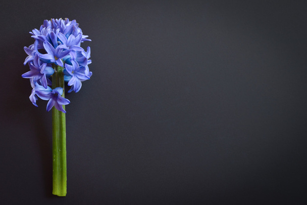 Flower hyacinth - Fotoğraf, Görsel