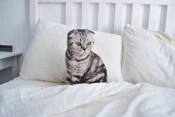 Scottish fold cat sit on white bed. Beautiful resting gray striped household pet with yellow eyes. Trendy Ultimate Gray and Illuminating yellow colors of the year 2021. Morning relax concept. - Foto, Imagen
