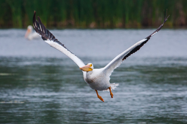 Pelicano branco (Pelecanus erythrorhynchos) em voo
 - Foto, Imagem