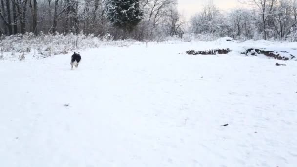 Kış ormanlarında çekiçle oynayan Avustralyalı çobanlar - Video, Çekim