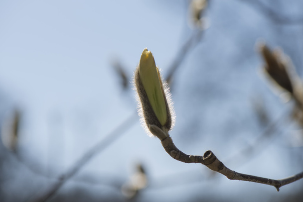 Magnolia blanc fleurit
 - Photo, image