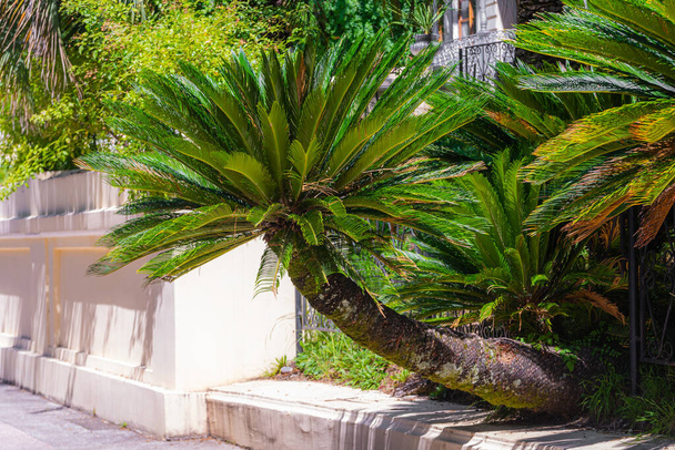 Detailní pohled na květ Sago palmy nebo Cycas revoluty, také známý jako King Sago palmy, obklopen lesklé tmavě zelené listí. - Fotografie, Obrázek