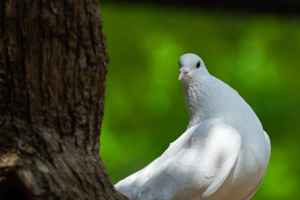 Fehér galamb a zöld Bokeh és a szabadság koncepciójáról és a béke nemzetközi napjáról. - Fotó, kép