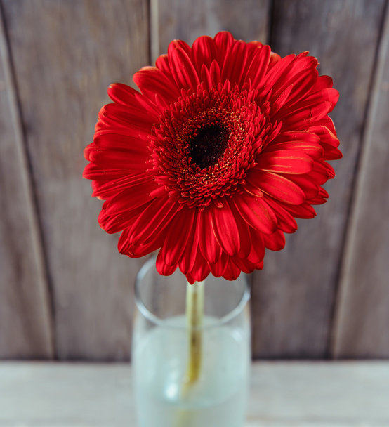 Red gerbera in a vase - 写真・画像