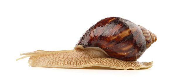 Giant Achatina snails on  white background - Foto, afbeelding