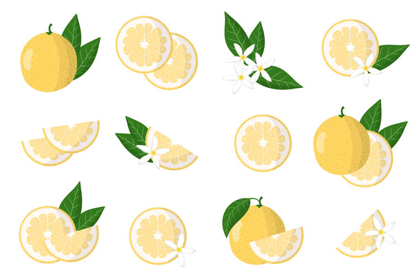 Set of illustrations with sweetie exotic citrus fruits, flowers and leaves isolated on a white background. Isolated vector icons set. - Vector, Image